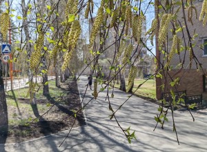 Все ли зареченские деревья пережили прошлогодние благоустройства?