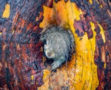 В конце декабря подвели итоги конкурса Comedy Wildlife Photography Awards 2025 - самых забавных фотографий дикой природы