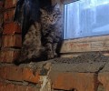 Дикая красавица ищет дом