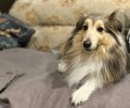Пропала собака Лесси в Белоярке у ветеринарной станции