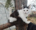Тея ищет новый дом: кошечке около 3,5 месяцев