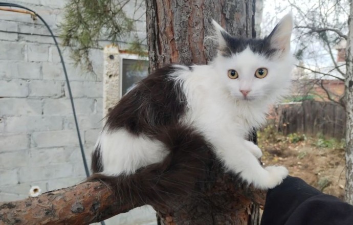 Тея ищет новый дом: кошечке около 3,5 месяцев