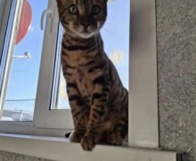 Потерялась кошка в Косулино и ближайших поселках, городах