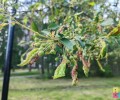 Яблони на бульваре Алещенкова наконец-то собираются лечить