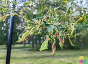 Яблони на бульваре Алещенкова наконец-то собираются лечить