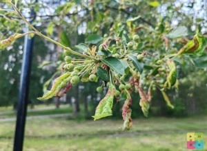 Яблони на бульваре Алещенкова наконец-то собираются лечить
