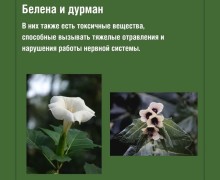 Прогулки на природе: какие растения могут быть опасны для здоровья