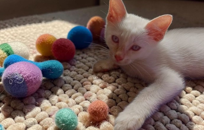 Котёнок-мальчик ищет добрые руки