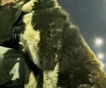 В Заречном разыскивают пропавшего пса Арчи