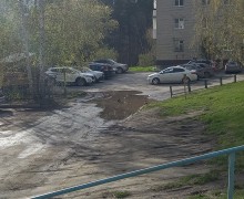 ДИКИЕ УТКИ В ГОРОДЕ