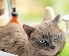 Кот в добрые руки