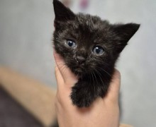 Котята из помойки ищут дом: три чёрных мальчика ждут хозяев