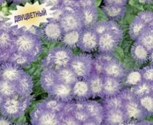 Продам рассаду агератума Конфетти