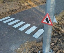 В Сарове создали пешеходный переход для ежей
