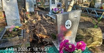 На старом кладбище Заречного упала крупная берёза