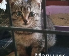 Милые котята ищут заботливых хозяев