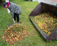 В Заречном начался яблочный сезон: коммунальщики ежедневно убирают урожай с газонов
