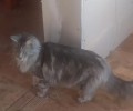 В СНТ «Боярский» разыскивают пропавшего в воскресенье кота
