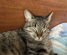 В Заречном разыскивают кошку Масю с розовой подушечкой на лапе