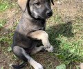 Щенок-девочка 2,2 месяца ищет заботливых хозяев