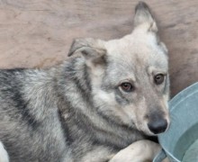 Волчонок из приюта превратился в Принца и ищет заботливого хозяина