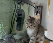 Котята ищут заботливых хозяев