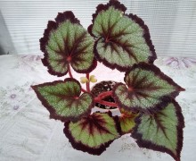 Продам бегонии декоративно-листные