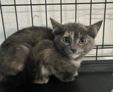 Милые котята ищут заботливых хозяев
