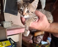 Котёнок ищет заботливых хозяев
