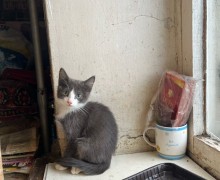 Заречный, срочно! Нужна помощь 40 кошкам из квартиры на Ленина, 30
