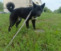 В Заречном ищут сбежавшую собаку