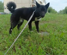 В Заречном ищут сбежавшую собаку