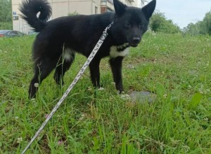 В Заречном ищут сбежавшую собаку