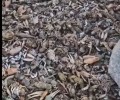 В том, что в мае в водохранилище погибли рыбы и раки, никто не виноват