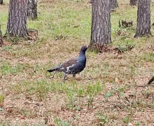 Глухарям понравилось жить в Заречном