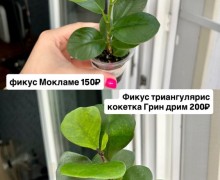 Названия и цены на фото