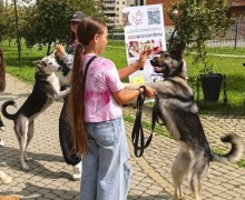 Собачья «Гонка героев» в Заречном: спорт, творчество и помощь приютам