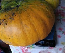 Тыквы в продаже: 40 рублей за килограмм