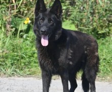 Алиса из приюта ищет новый дом в частном секторе