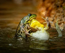 В конце декабря подвели итоги конкурса Comedy Wildlife Photography Awards 2025 - самых забавных фотографий дикой природы