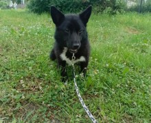 В Заречном ищут сбежавшую собаку