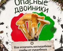 В лесах Свердловской области встречаются ядовитые грибы, опасные для здоровья