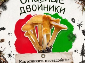 В лесах Свердловской области встречаются ядовитые грибы, опасные для здоровья