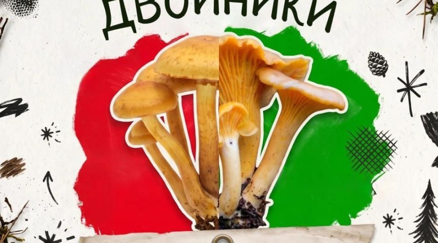В лесах Свердловской области встречаются ядовитые грибы, опасные для здоровья