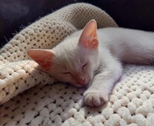 Котёнок-мальчик ищет добрые руки