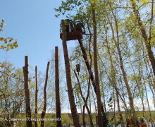 На набережной обрезают тополя