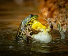 В конце декабря подвели итоги конкурса Comedy Wildlife Photography Awards 2025 - самых забавных фотографий дикой природы