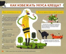 За неделю в Заречном от укусов клещей пострадали 24 человека, среди них четверо детей