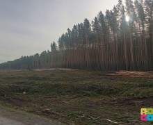 Почему так много леса вырубили на большом перекреётске?