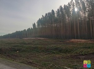 Почему так много леса вырубили на большом перекреётске?